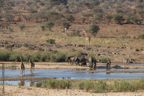 Wildinis Kruger Nationalpark photo