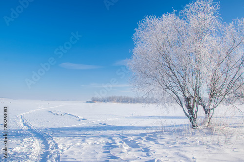 Stunning winter scenery with bare tree covered by frost on snowy meadow under blue sky