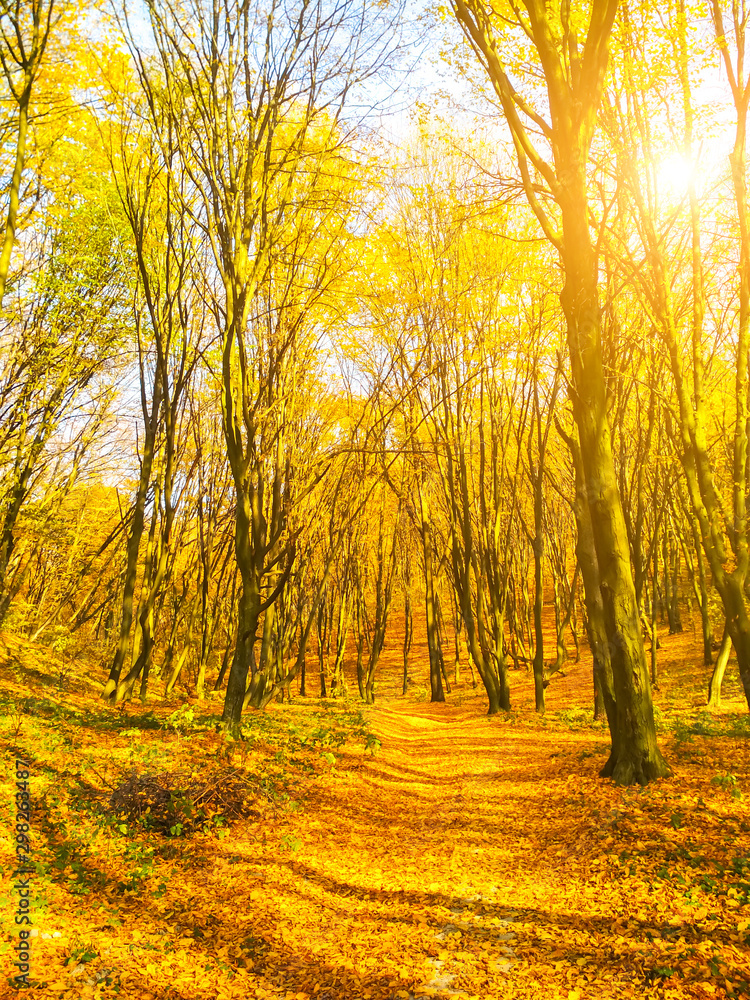 Autumn sunny landscape. Beautiful autumn trees leaves in the park.