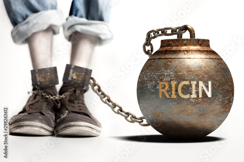 Ricin can be a big weight and a burden with negative influence - Ricin role and impact symbolized by a heavy prisoner's weight attached to a person, 3d illustration