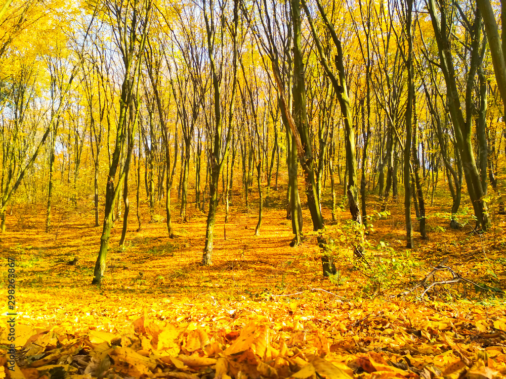 Obraz premium Autumn sunny landscape. Beautiful autumn trees leaves in the park.