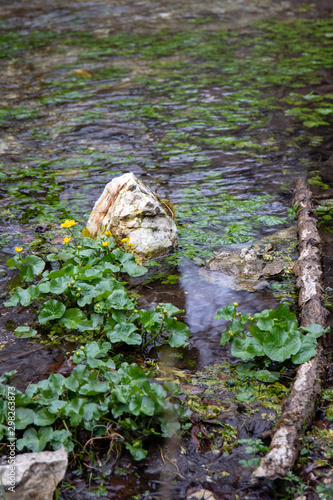 Teich dicht bewachsen von Wasserpflanzen mit Blumen Stein und Stock 