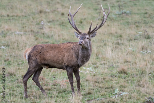 Beautfiul Red deer male in Apennine mountains  Cervus elaphus 