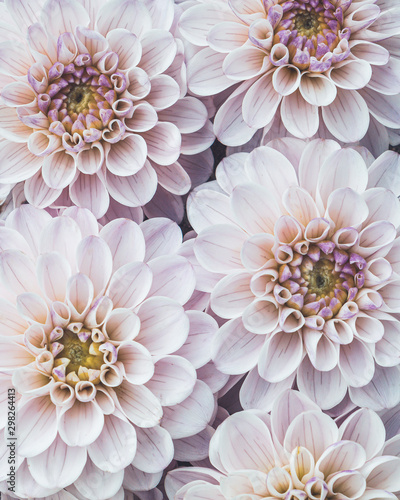 Flatlay of blooming dahlia flowers in pale pink colour © Laura Kezbere