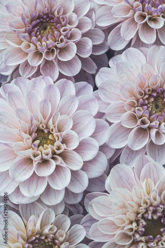 Flatlay of blooming dahlia flowers in pale pink colour
