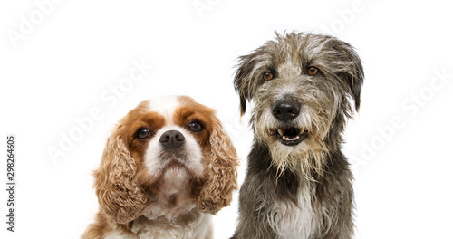 portrait group two dogs, cavalier and purebred tramp dog for web side. isolated on white background.