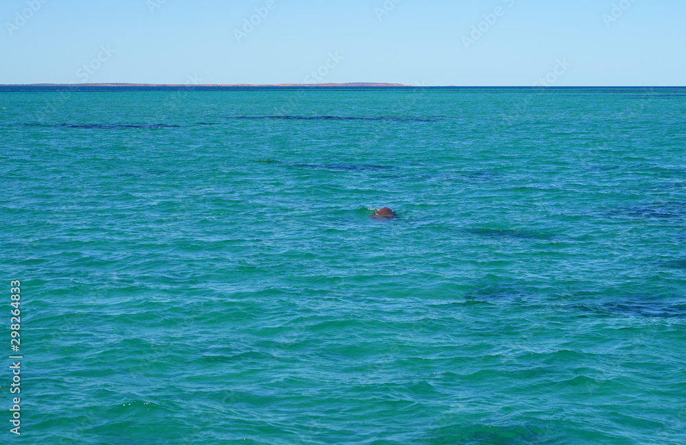 View of a wild dugong (Dugong Dugon) in the water of the Indian Ocean in Shark Bay, Western Australia