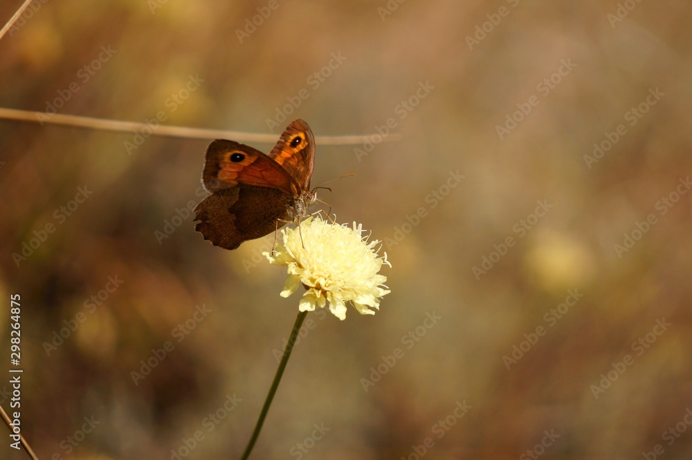 Obraz premium butterfly on flower