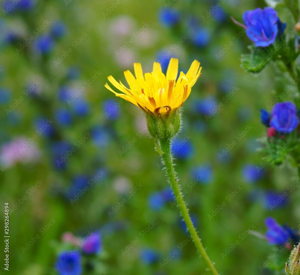 yellow flower on background of green grass