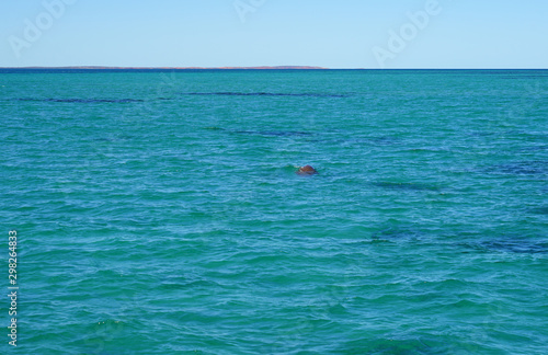 View of a wild dugong (Dugong Dugon) in the water of the Indian Ocean in Shark Bay, Western Australia