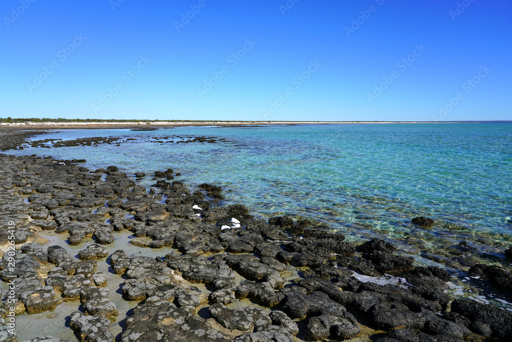 View of microbial mats stromatolites at the Hamelin Pool in Shark Bay, World Heritage area, Western Australia