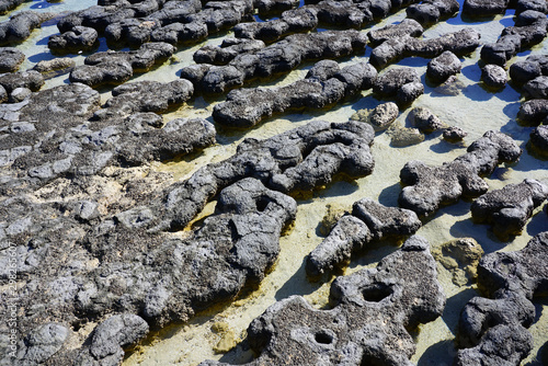 View of microbial mats stromatolites at the Hamelin Pool in Shark Bay, World Heritage area, Western Australia photo