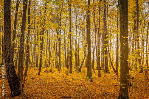 Autumn beech tree forest seasonal landscape with a foggy sun rays from behind the trees.