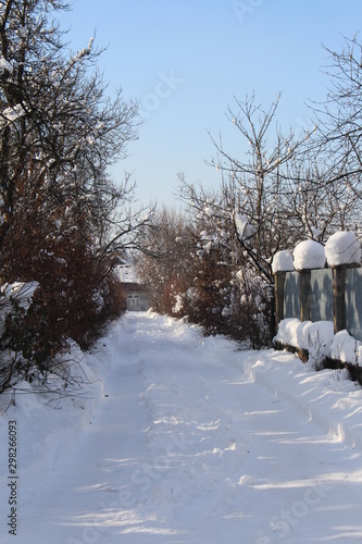 Wallpaper Mural winter in the park Torontodigital.ca