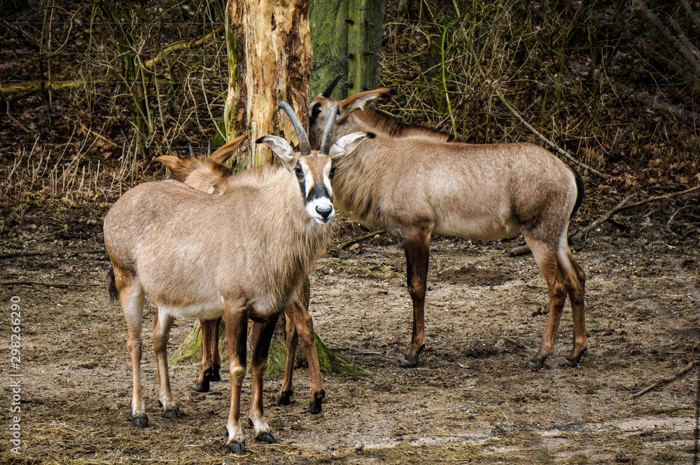 Roan antelopes at Burgers' Zoo in Arnhem, the Netherlands Roan antelopes at Burgers' Zoo in Arnhem, the Netherlands