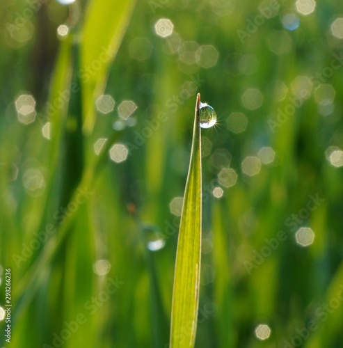 dew on green grass © Станислав 