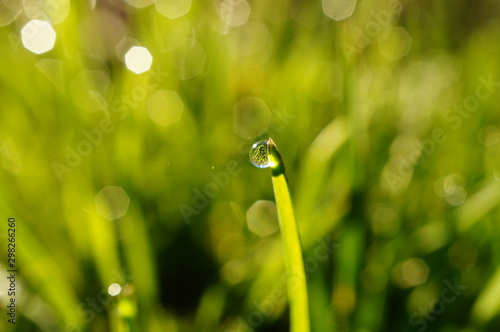 water drops on green grass