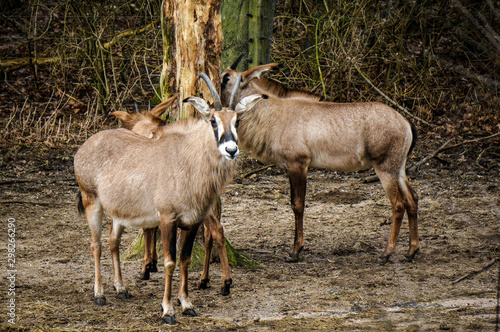 Roan antelopes at Burgers' Zoo in Arnhem, the Netherlands