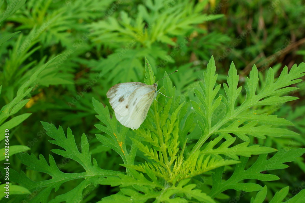 green leaf on grass