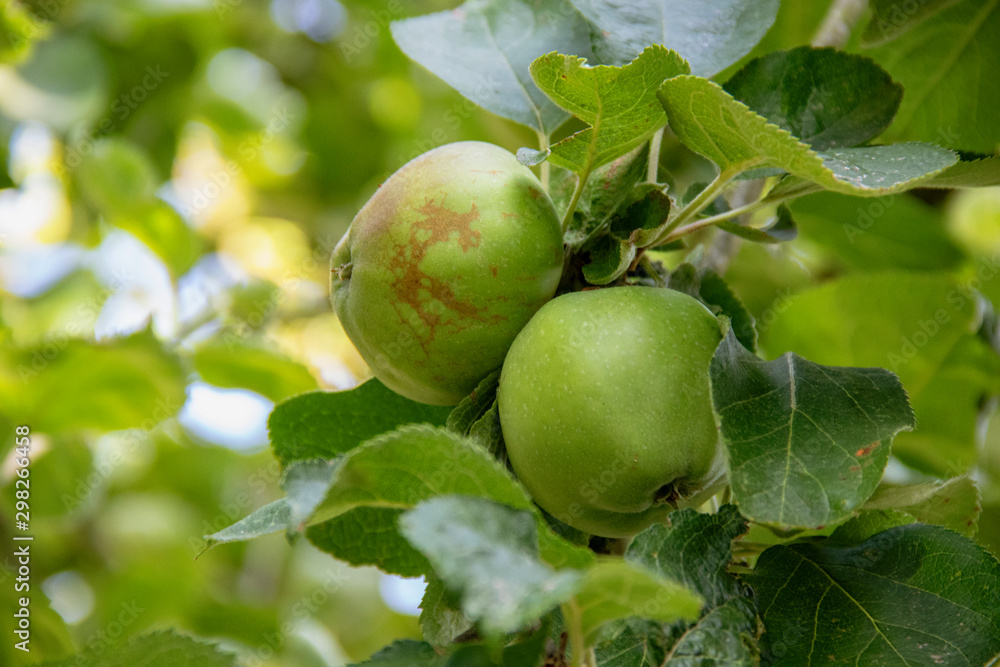 Pommes en attente de maturité sur l'arbre Pommes en attente de maturité sur l'arbre