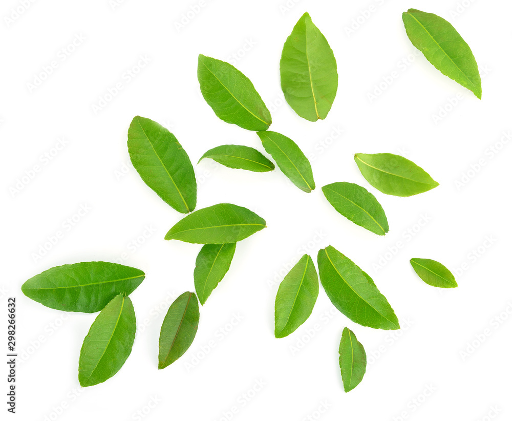 Green leaves on white background Green leaves on white background