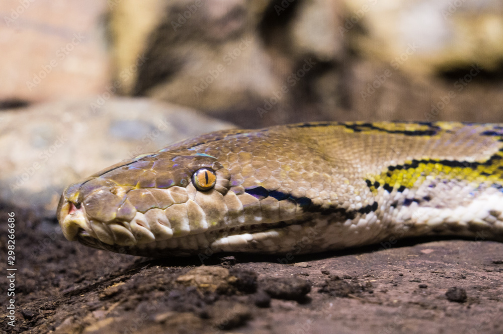 Fototapeta premium Reticulated python at Burgers' Zoo in Arnhem, the Netherlands
