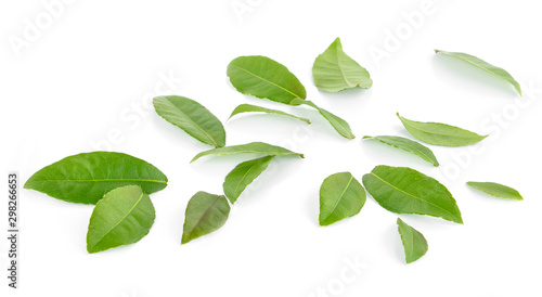  Green leaves on white background © supia