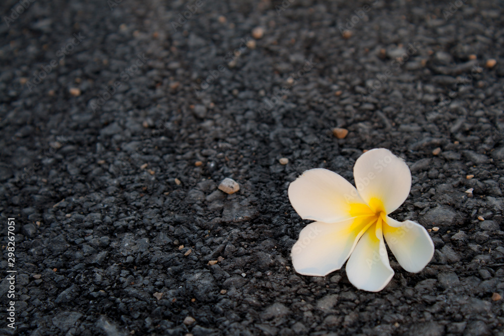 white flower at roadside white flower at roadside