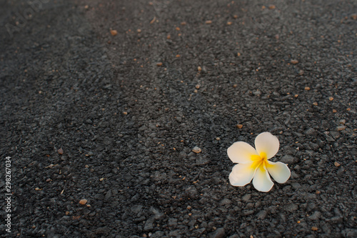 white plumeria flower on the road © pummsk