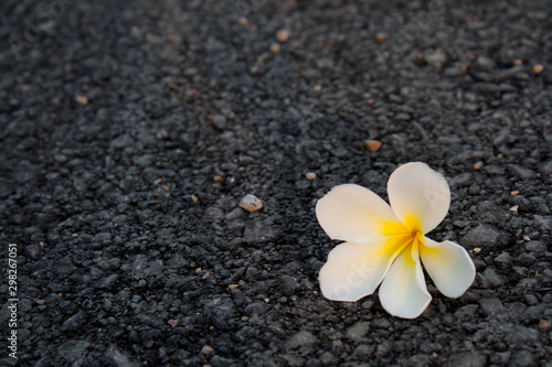 white flower at roadside