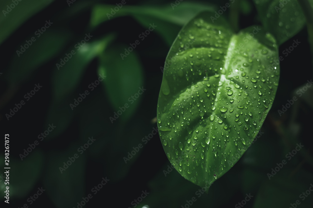 Leaves that are wet after the rain, And with green leaves in the background. - obrazy, fototapety, plakaty 