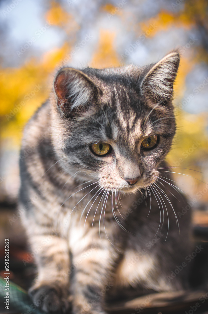 Fototapeta premium Surprised gray tabby kitten in the backyard, autumn portrait