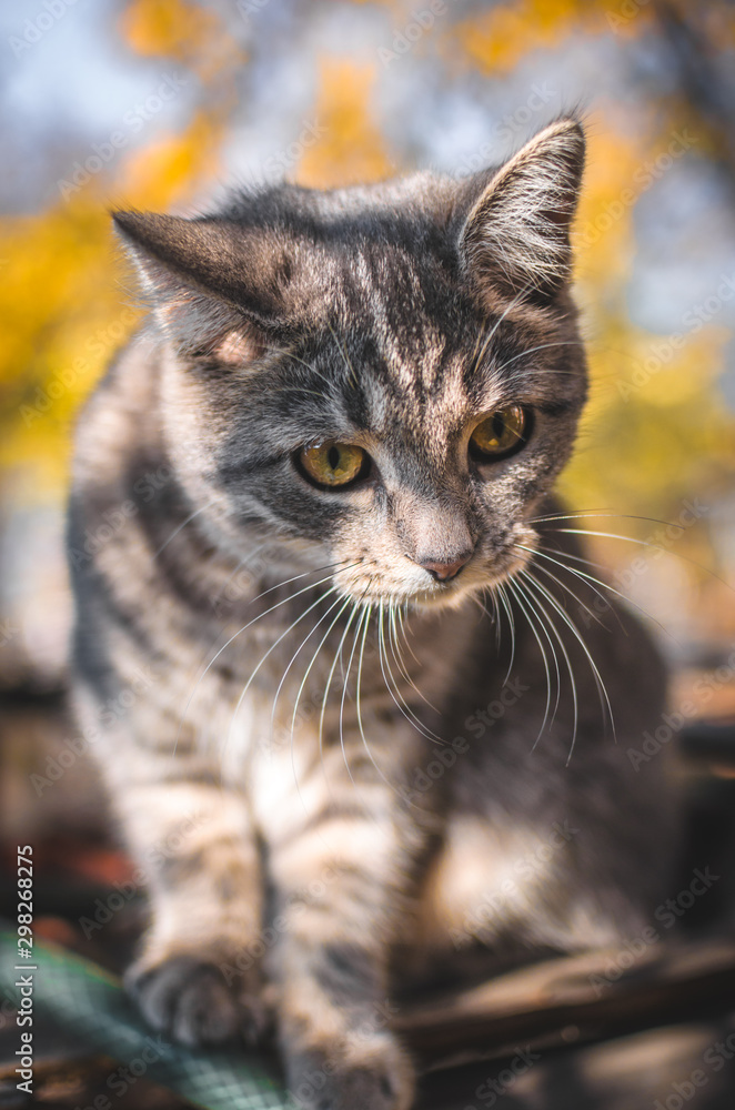 Surprised gray tabby kitten in the backyard, autumn portrait