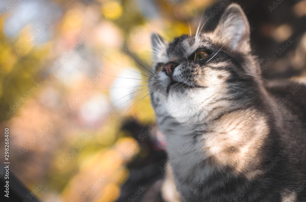 Vertical portrait of a gray tabby kitten in the backyard and autumn bokeh