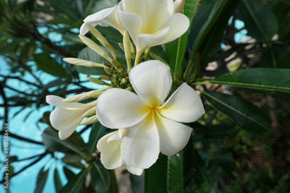 Fototapeta premium 沖縄の花