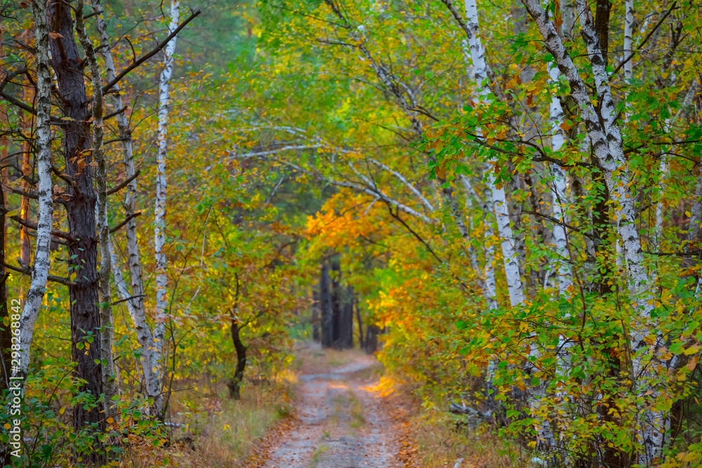 ground road through the red birch alley in autumn forest
