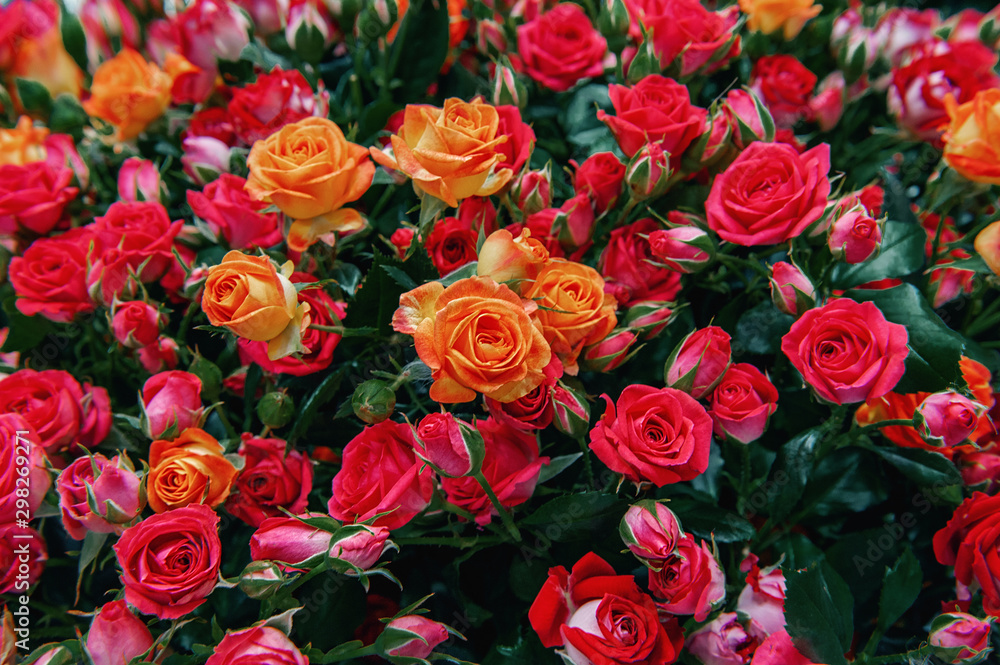 A bouquet of beautiful orange roses is sold in the market as a birthday gift or mother's day closeup. Modern selection of pink varieties. Background of flowers. Selective focus A bouquet of beautiful orange roses is sold in the market as a birthday gift or mother's day closeup. Modern selection of pink varieties. Background of flowers. Selective focus