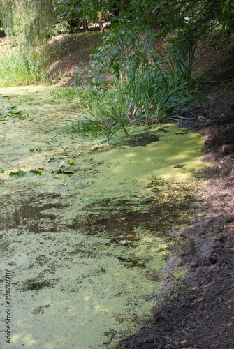 slime on the water, green lake, swamp slime