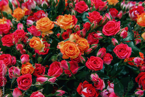 A bouquet of beautiful orange roses is sold in the market as a birthday gift or mother's day closeup. Modern selection of pink varieties. Background of flowers. Selective focus