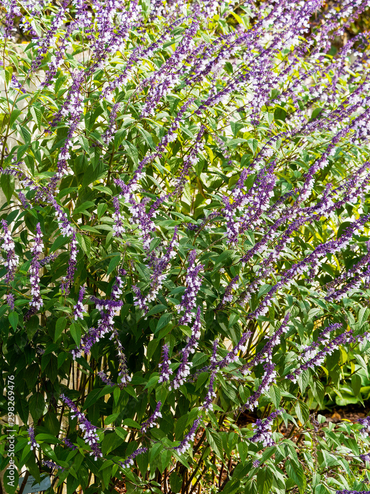 Fototapeta premium Autumn bloomer of Salvia 'Meigans Magic' on dark stems, violet calyces with crisp white flowers 