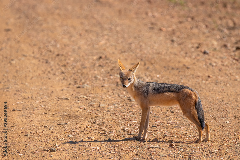 Black-backed jackal (Canis mesomelas) standing on the road looking at the viewer, Madikwe Game Reserve, South Africa. Black-backed jackal (Canis mesomelas) standing on the road looking at the viewer, Madikwe Game Reserve, South Africa.