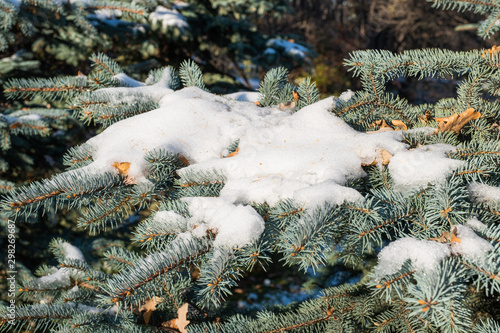 Snow on a blue spruce branch. He melted a little in the sun.