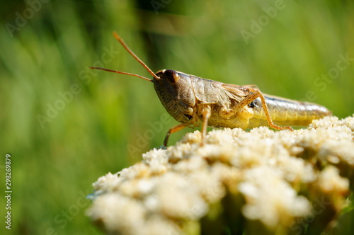 grasshopper on flower © Станислав 
