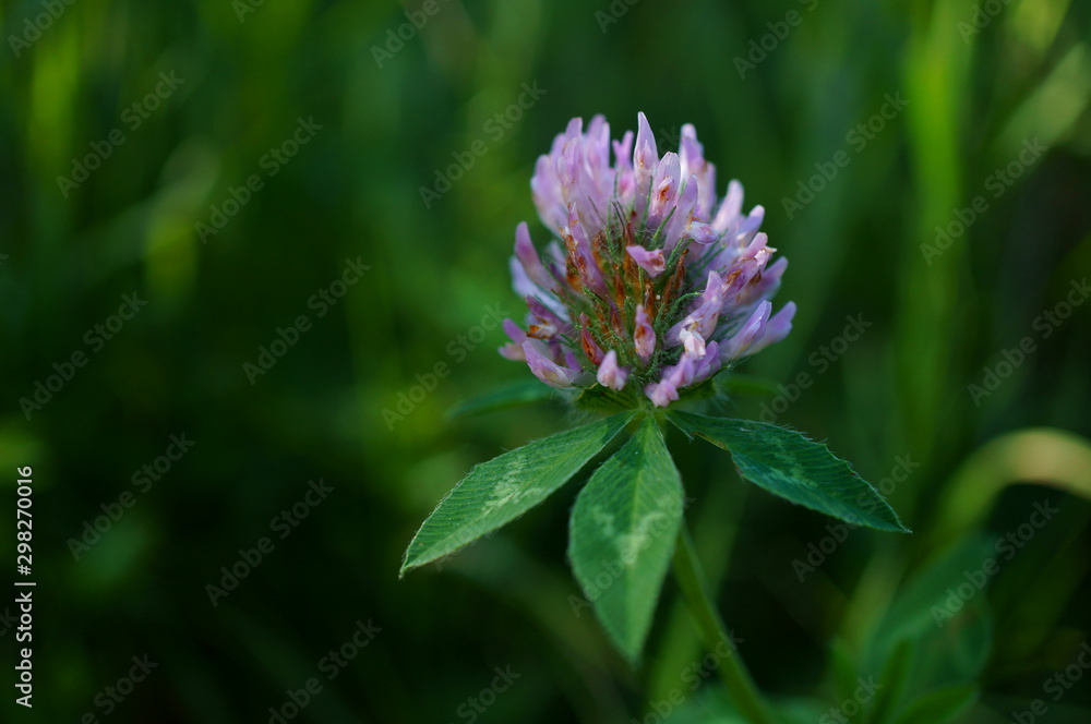 flower in garden flower in garden