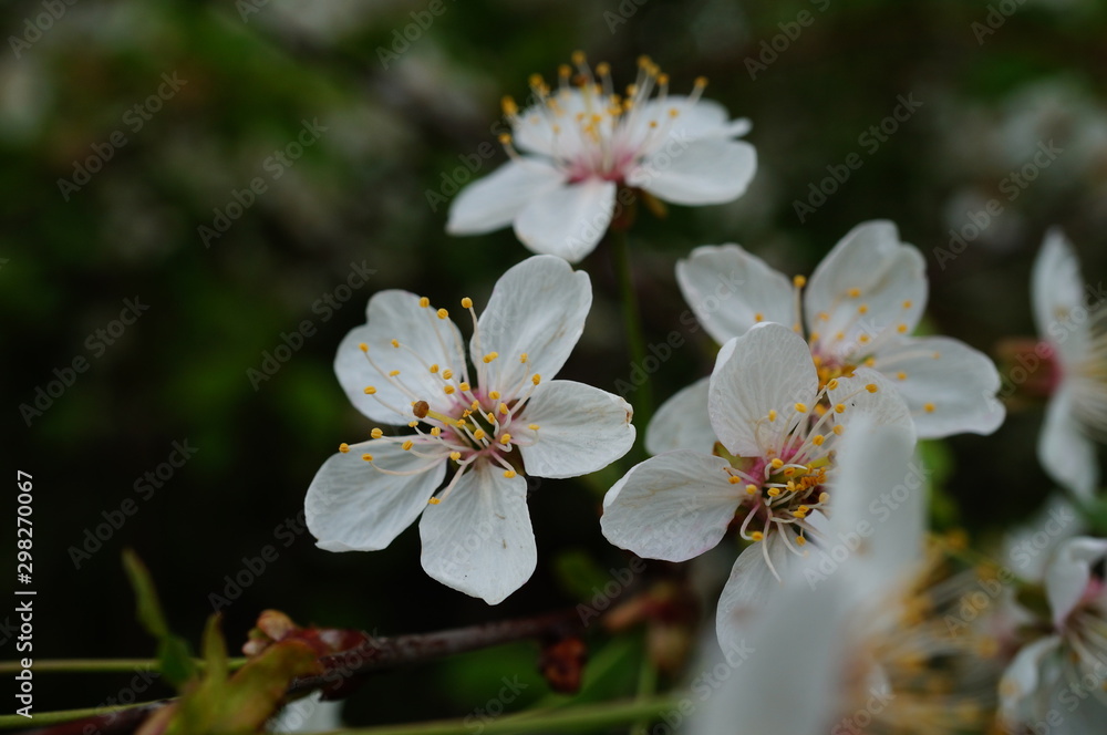 flowers of a tree flowers of a tree