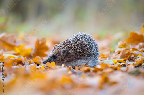 closeup little hedgehog swarming in dry leaves, autumn outdoor scene