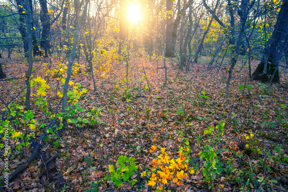 beautiful autumn forest glade in a light of evening sun