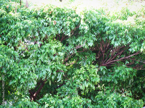 royal trees foliage texture in brazil