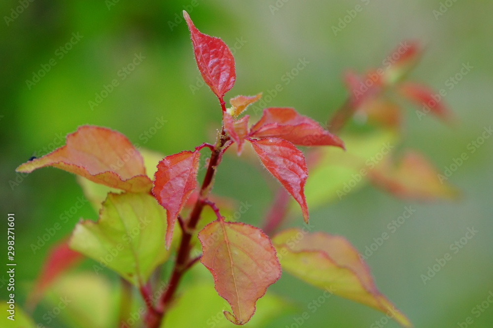 autumn leaves on tree