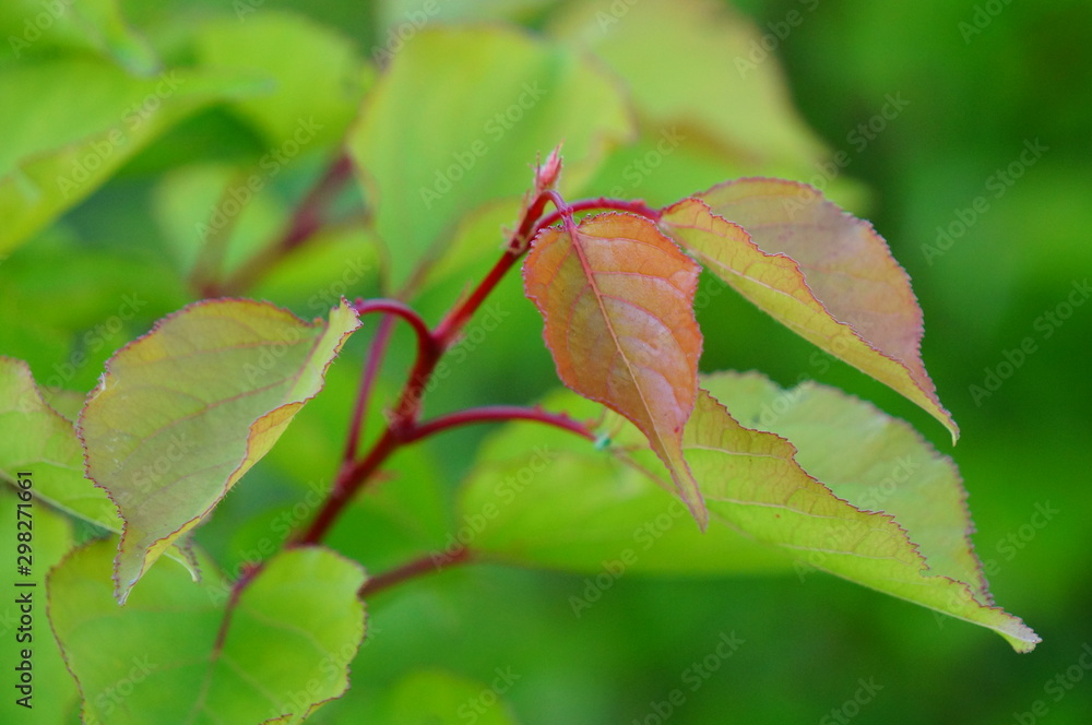 autumn leaves on green background autumn leaves on green background